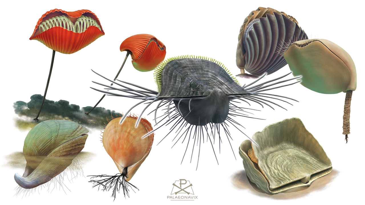 Marine invertebrates: rhynchonelliform brachiopods