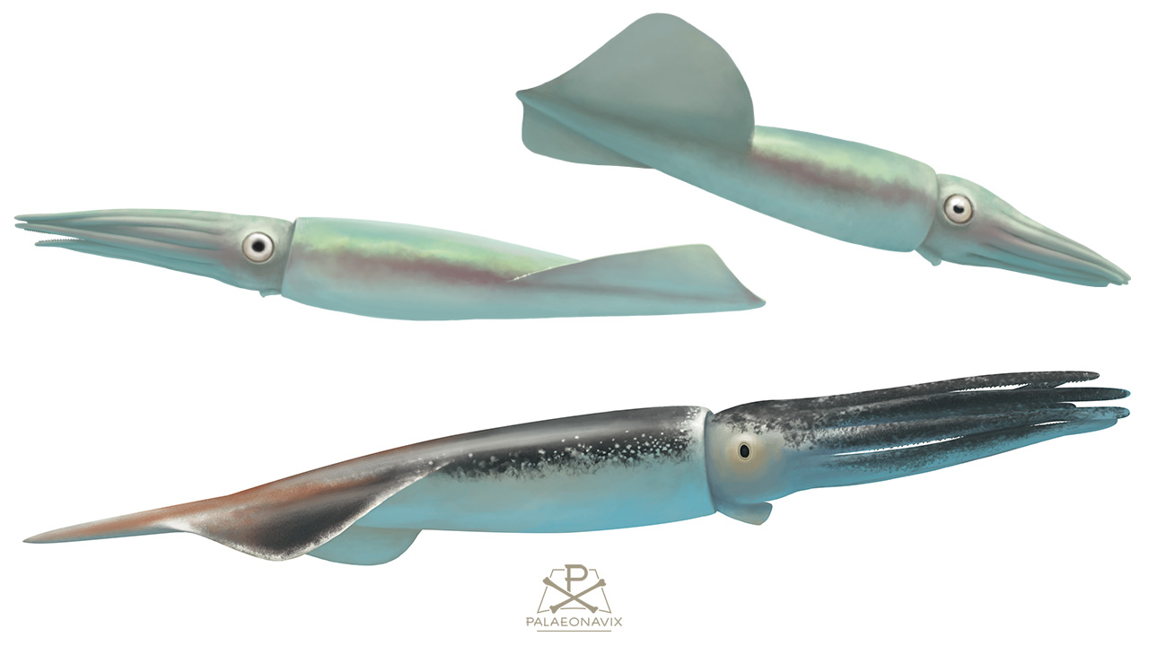 Belemnites, the squid bullets