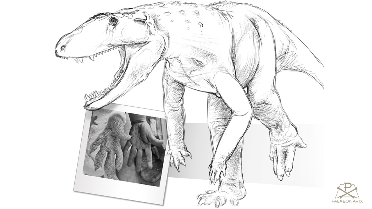 Digitale Zeichnung eines triassischen Pseudosuchiers als Erzeuger der Chirotherium-Fährten