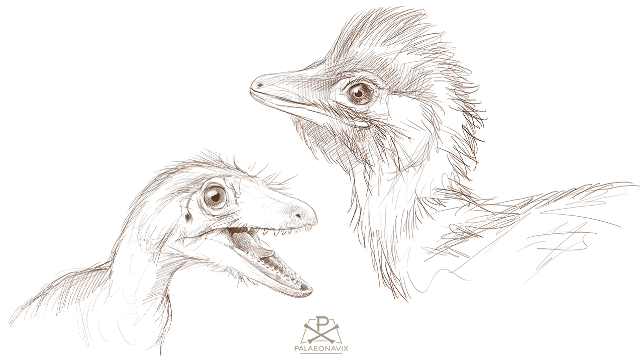 Digitale Zeichnungen der Theropoden Compsognathus und Sciurumimus nach eigenen Modellen