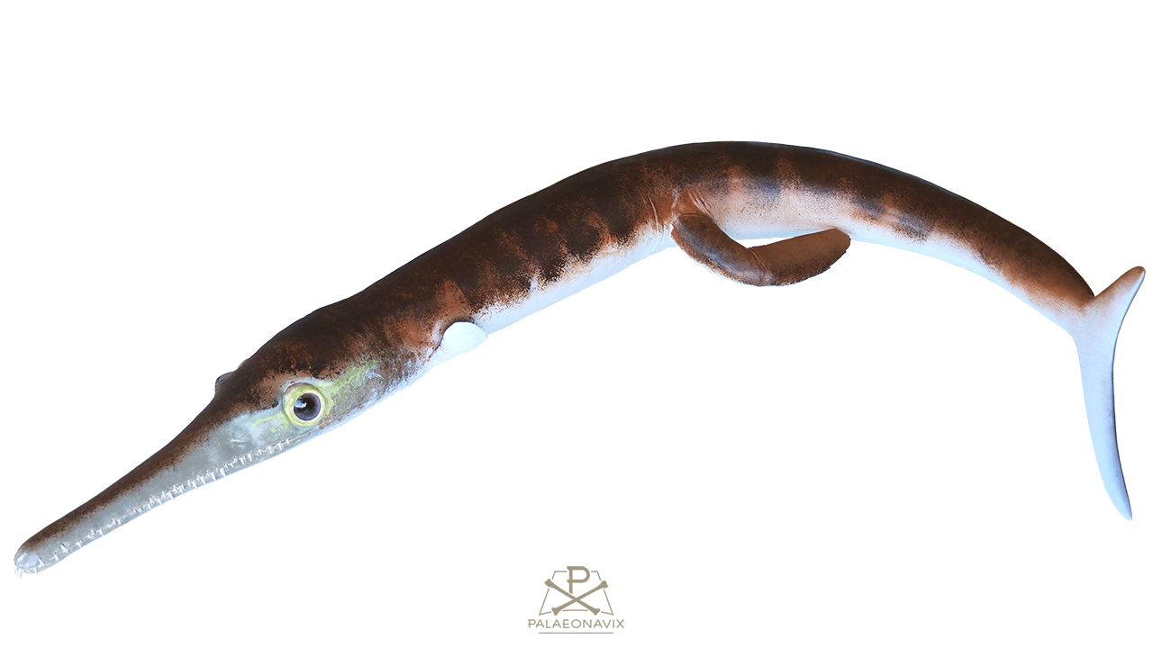 3D-gedrucktes Modell des Meereskrokodils Cricosaurus mit Flossen und Schwanzflosse