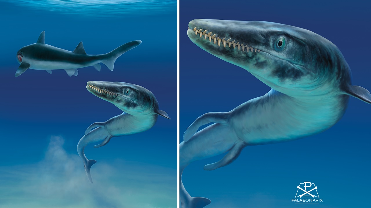 <em>Dakosaurus</em> vs. Shark
