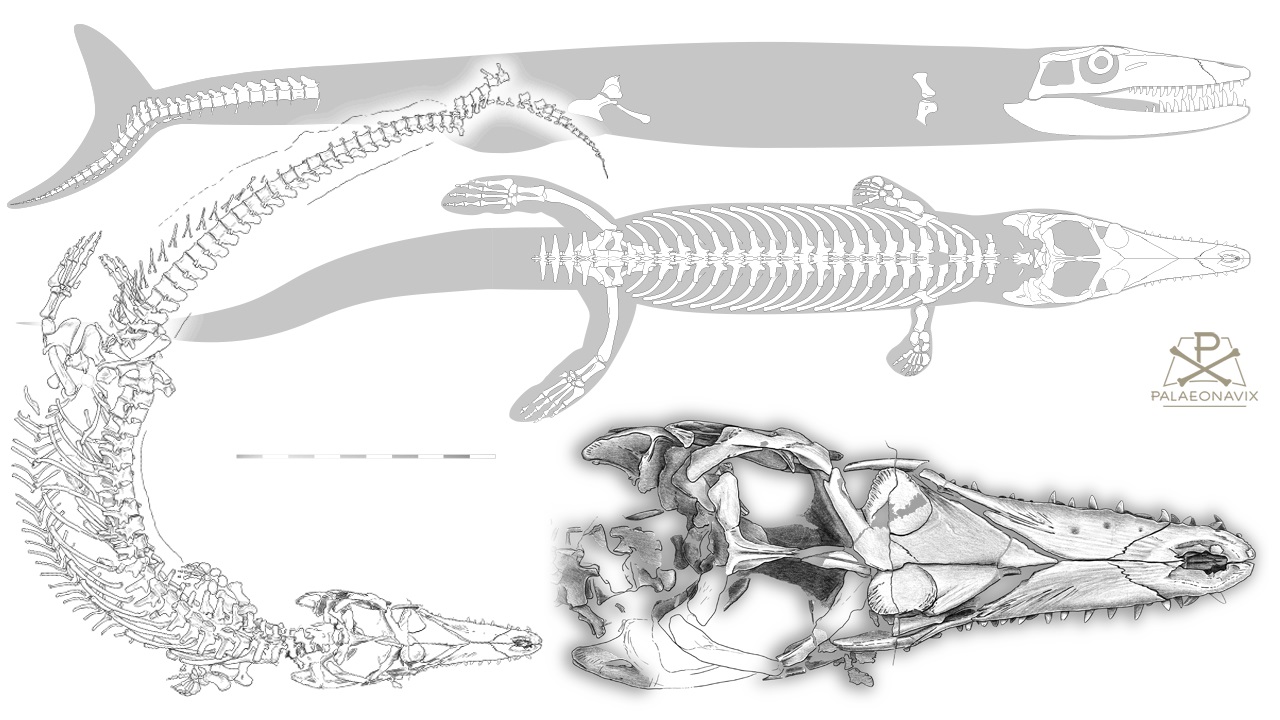 Bleistiftzeichnung des ersten vollständigen Skeletts des Meereskrokodils Dakosaurus maximus