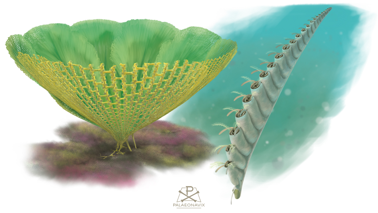 Palaeozoic colonial filterers using zoom