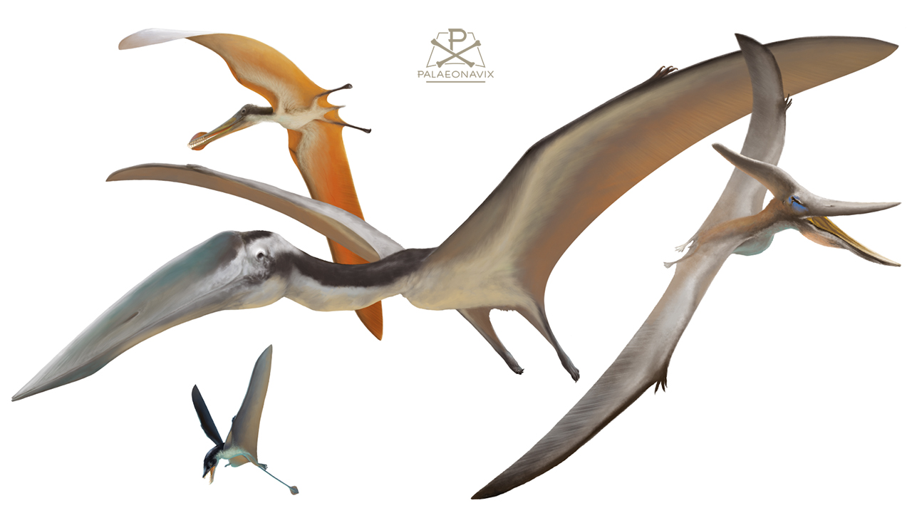 Pterosaurs