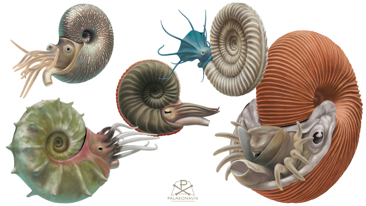 Goniatite, Ceratite & Ammonites