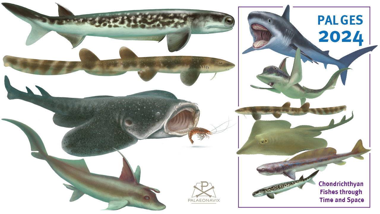 Cartilaginous fish, stem and crown Chondrichtyes