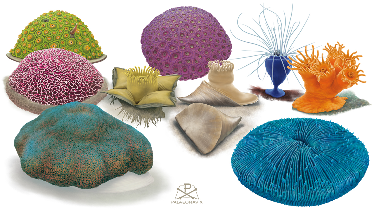 Marine invertebrates: learn your corals