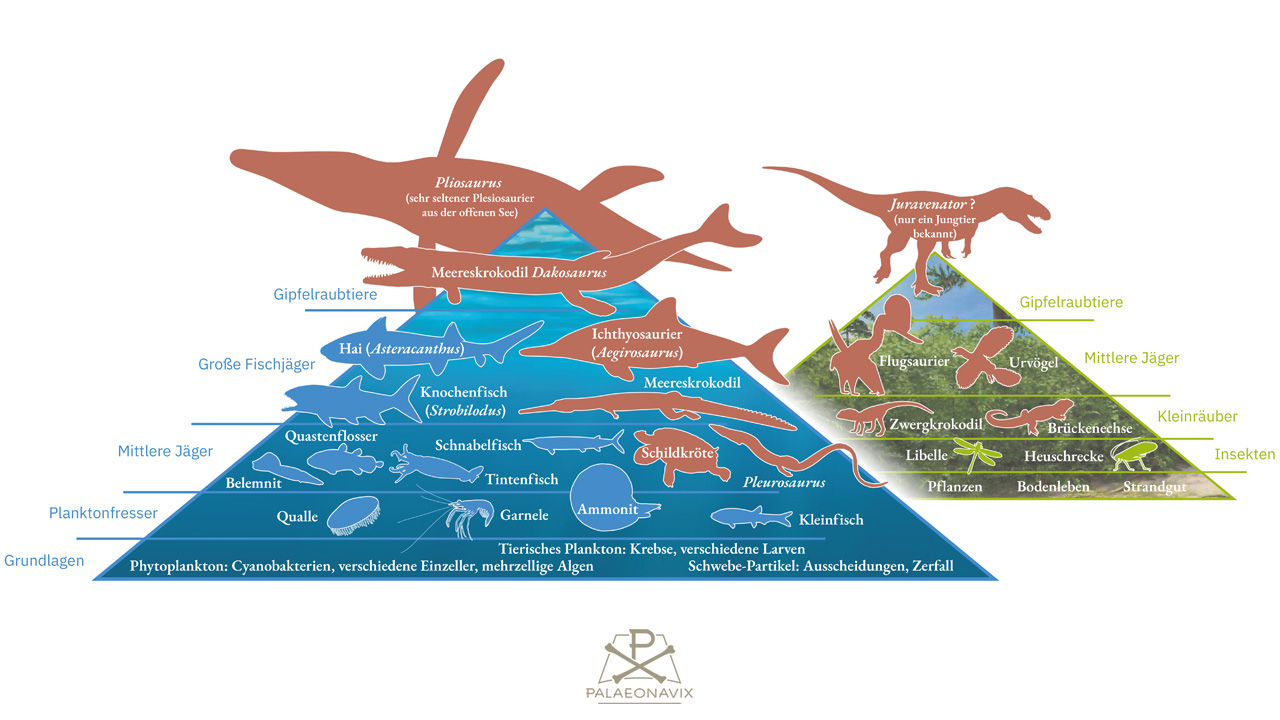 Ökologisches Diagramm mit getrennten Nahrungspyramiden für Insel- und Meeresfauna des Oberjura
