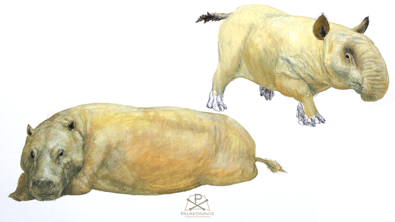 Bleistift- und Ölwaschstudien der Merycoidodontiden Promerycochoerus und Brachycrus