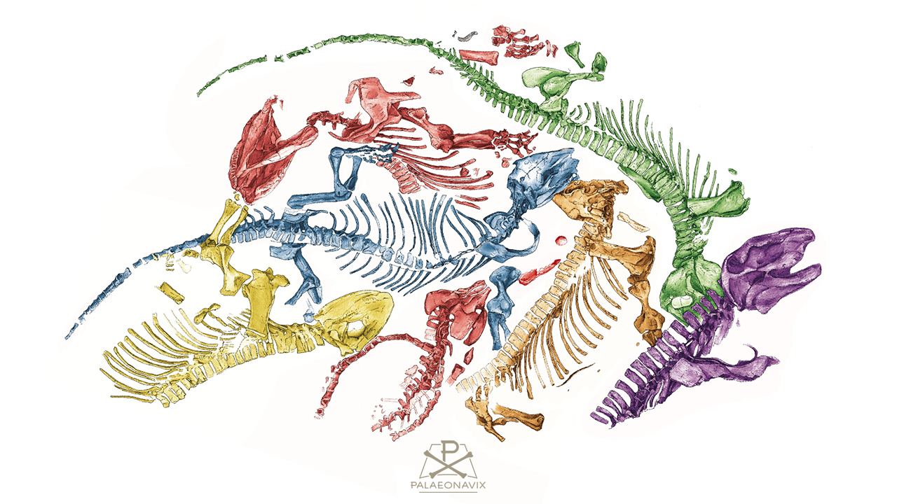 Farbcodierte Zeichnung der Freitaler Saurierplatte mit sechs Skeletten von Pantelosaurus saxonicus