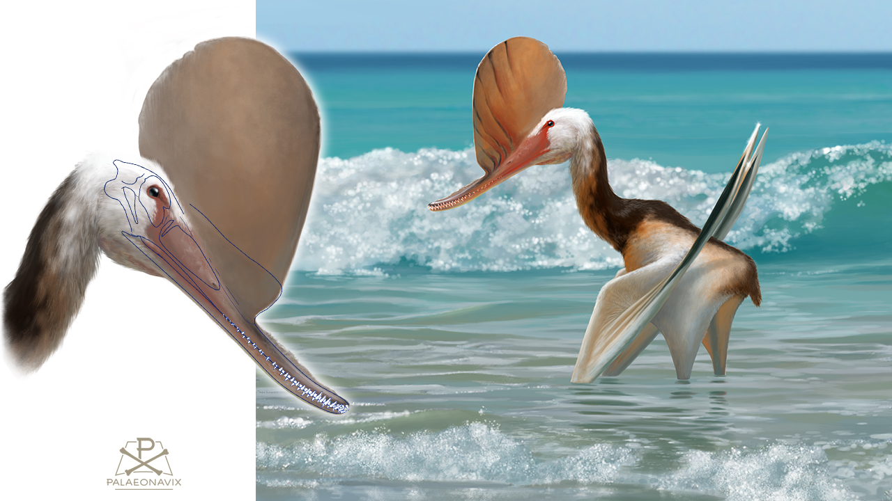 Elvis, the curl-crested pterosaur