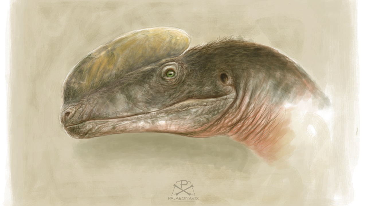 Digitales Porträt des Theropoden Proceratosaurus als Zeichenübung