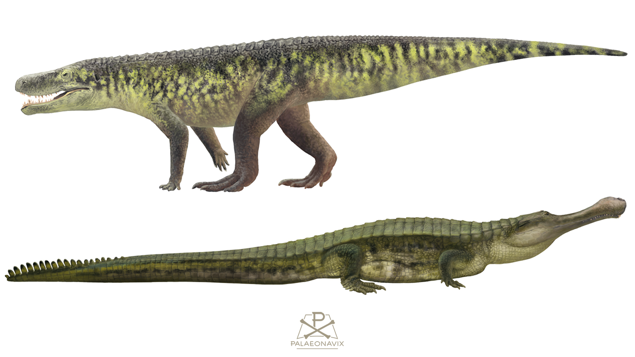 Stem-crocs: Pseudosuchia