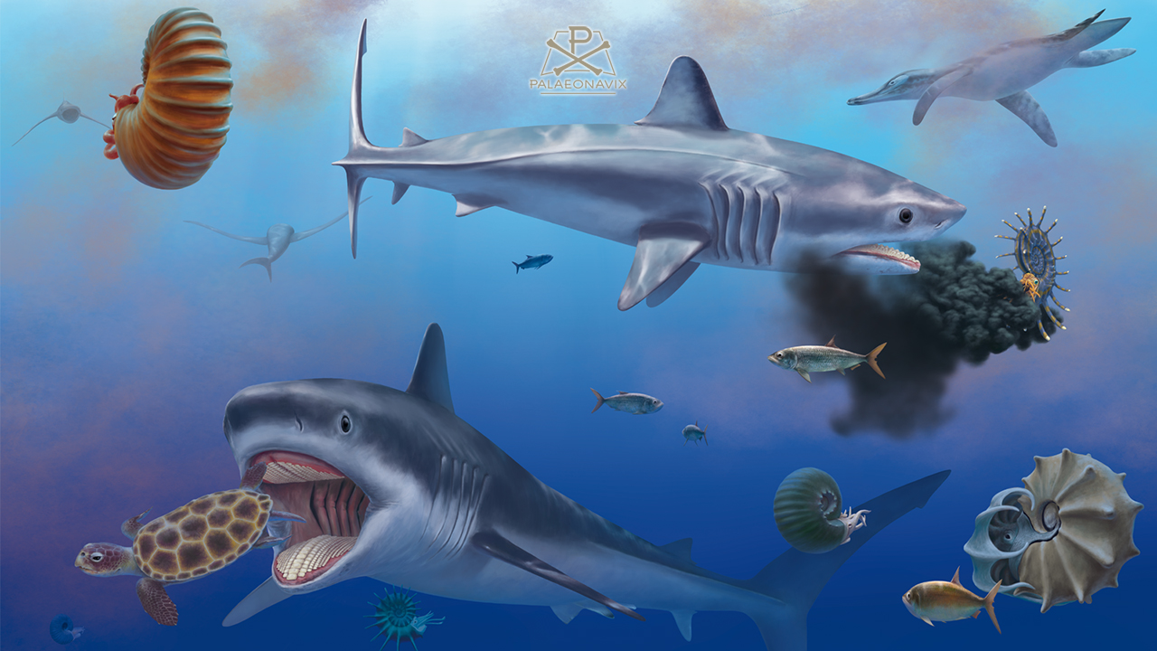 Sharks as ammonite crushers: the mystery of <em>Ptychodus</em> solved