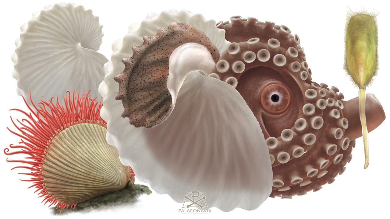 Digitale Malerei der Muschel Lima, des Kraken Argonauta und des Armfüßers Lingula