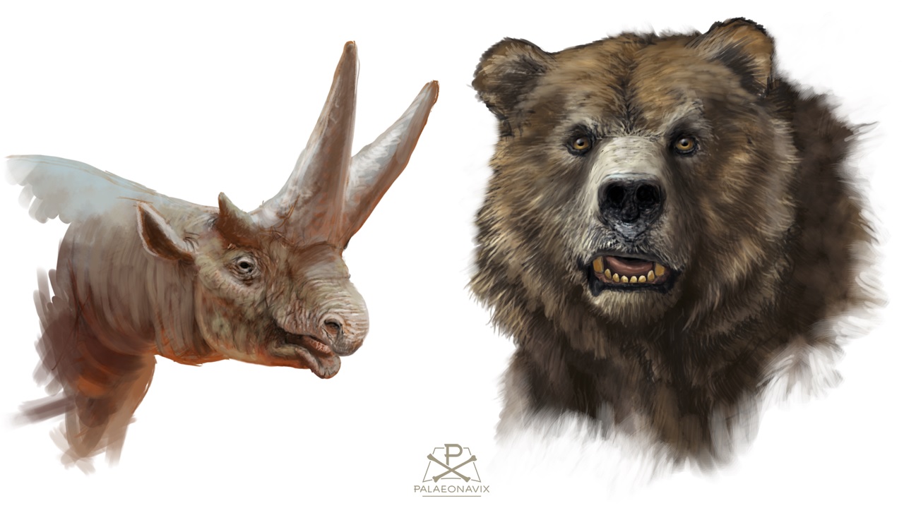 Studienköpfe von Arsinoitherium und einem Höhlenbären