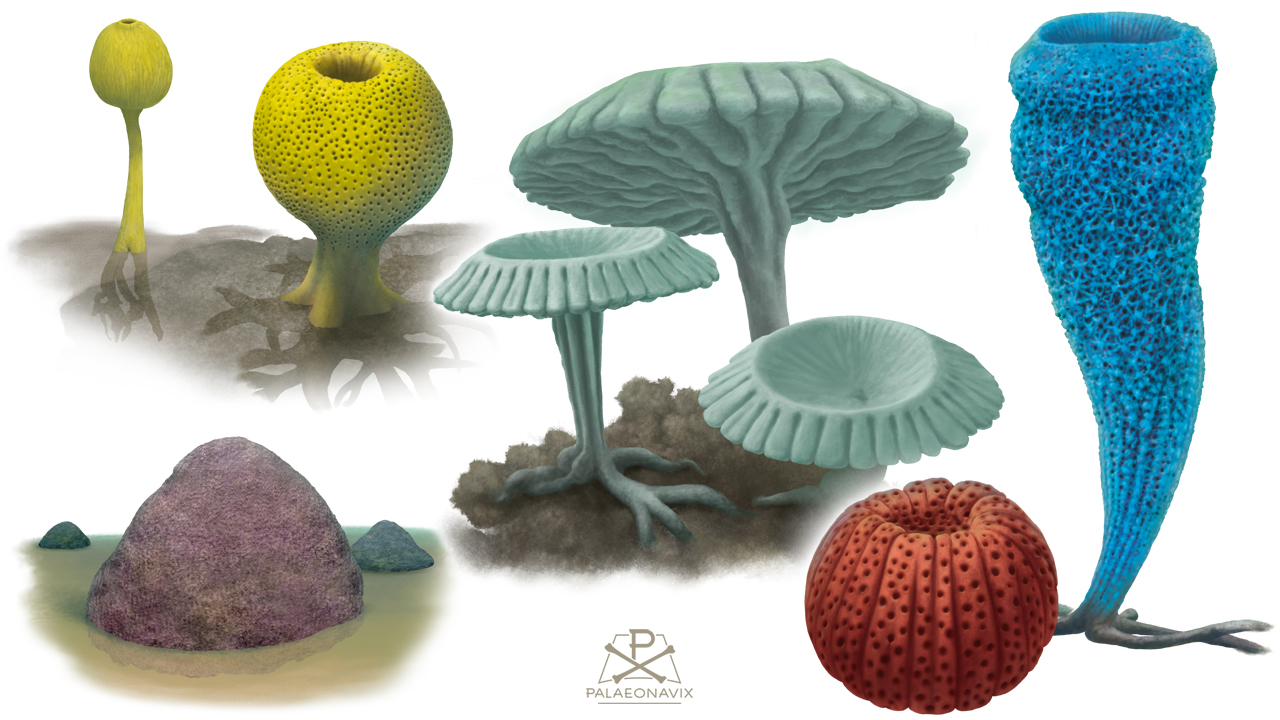 Marine invertebrates: Sponge diversity
