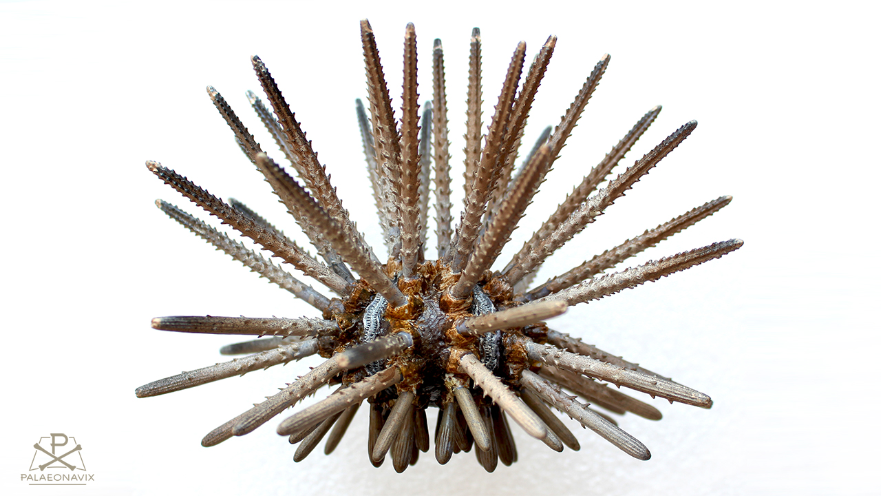 3D-gedrucktes Modell des Seeigels Rhabdocidaris mit großen Primärstacheln