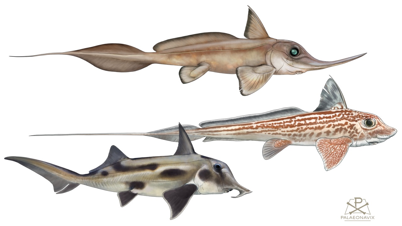Digitale Malerei von Harriotta raleighana, Chimaera monstrosa und Callorhinchus milii