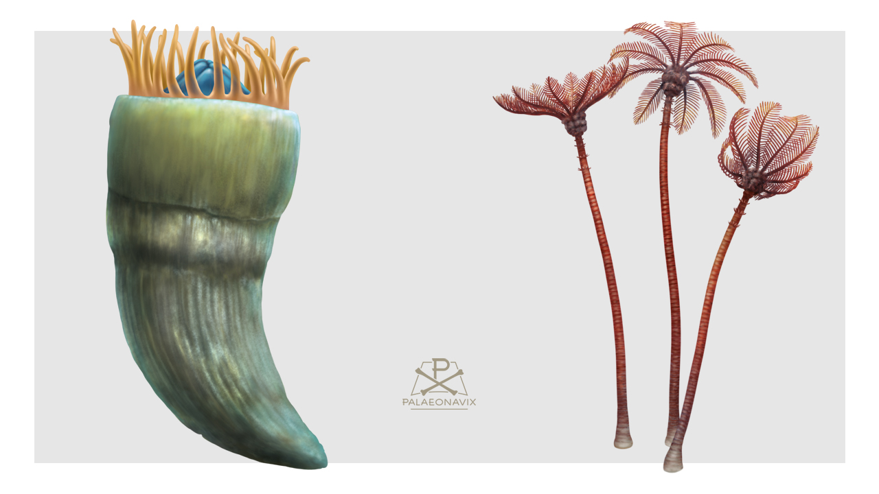 Crinoids & rugose coral