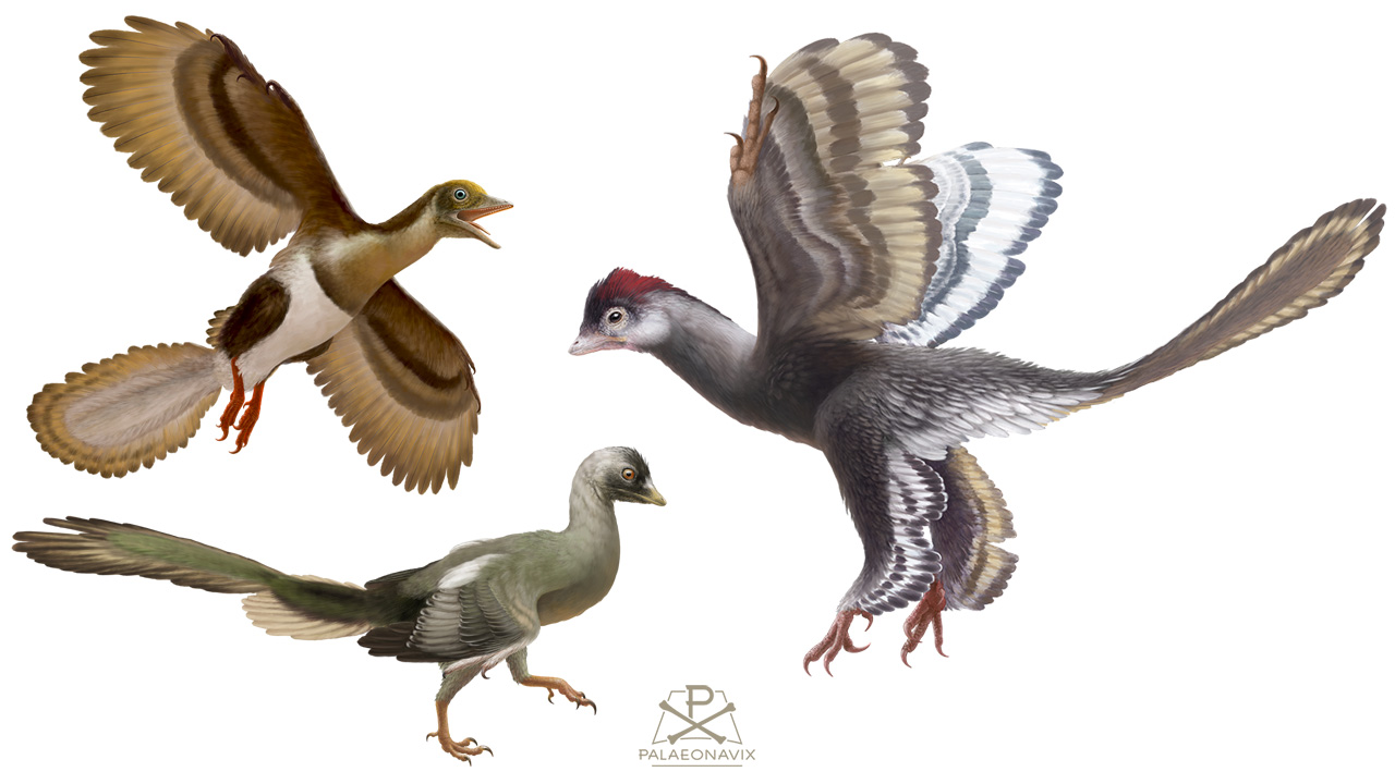 Solnhofen flying theropods