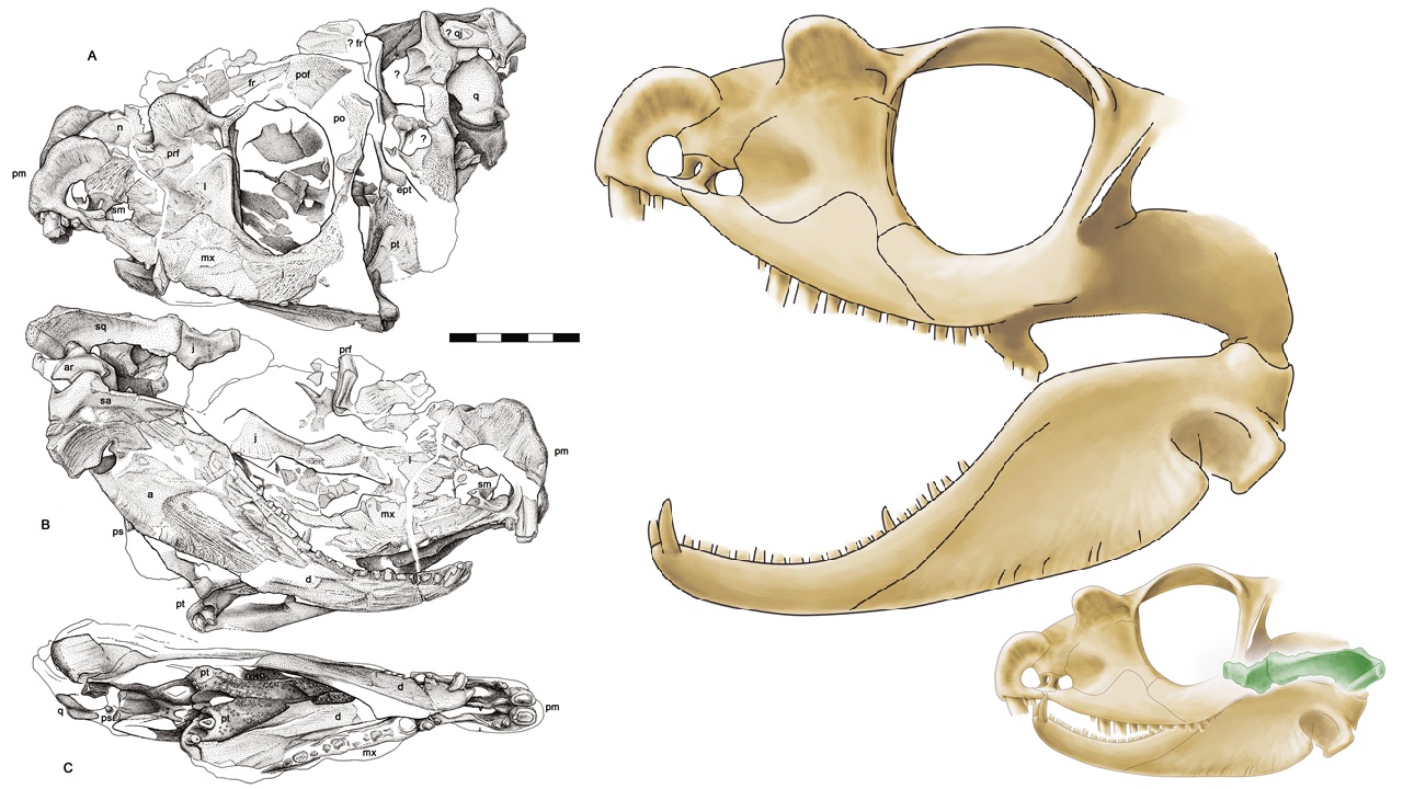 Digitale Malerei des gehörnten Pelycosauriers Tetraceratops insignis