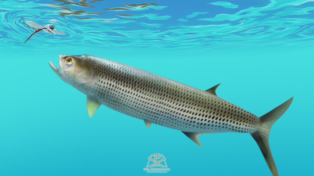 <em>Thrissops</em>, the leopard fish