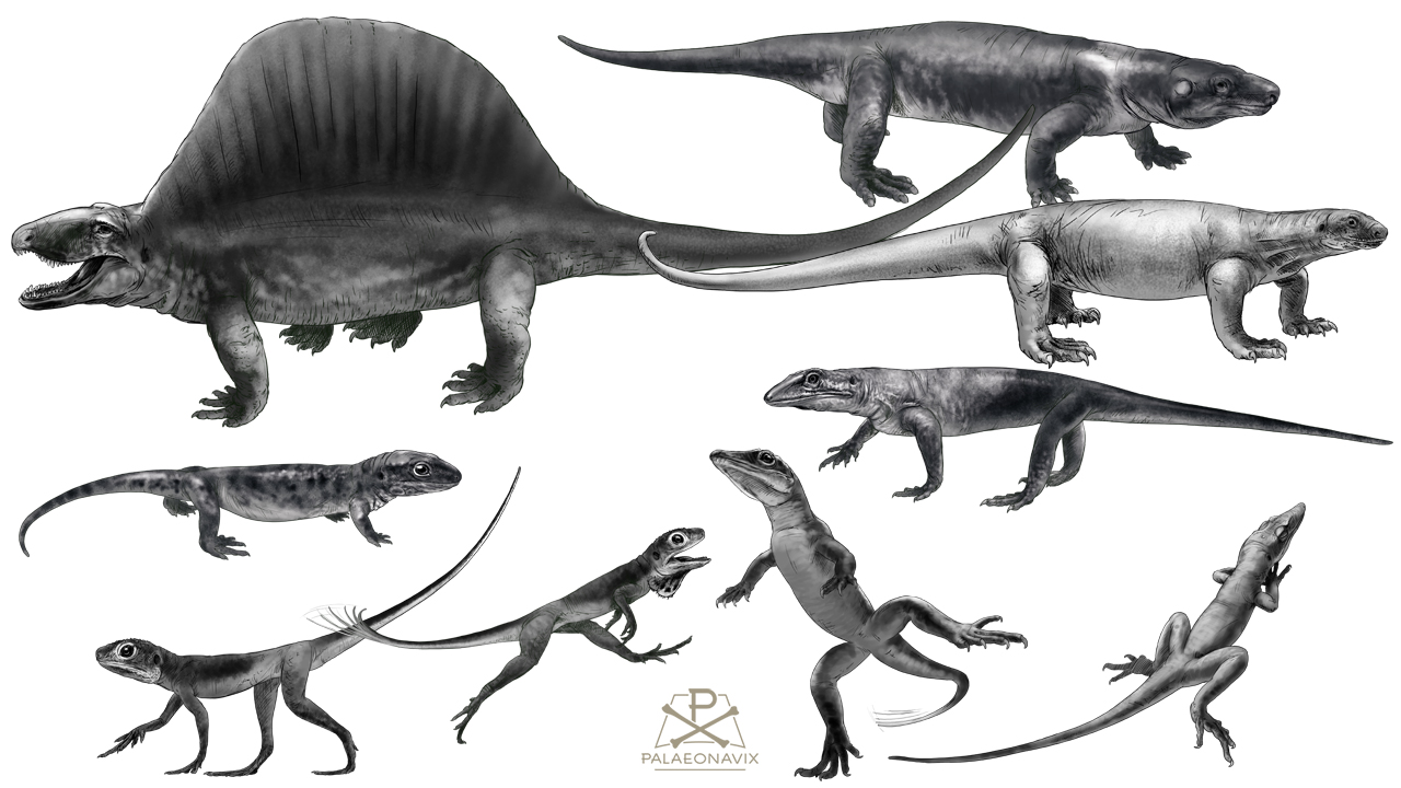 Skizzen unterpermischer Amnioten des Thüringer-Wald-Beckens, darunter Dimetrodon teutonis und Cabarzia