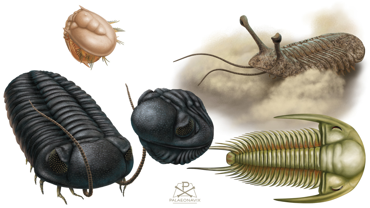 Digitale Illustration verschiedener Trilobiten: Agnostus, Phacops, Asaphus und Paradoxides