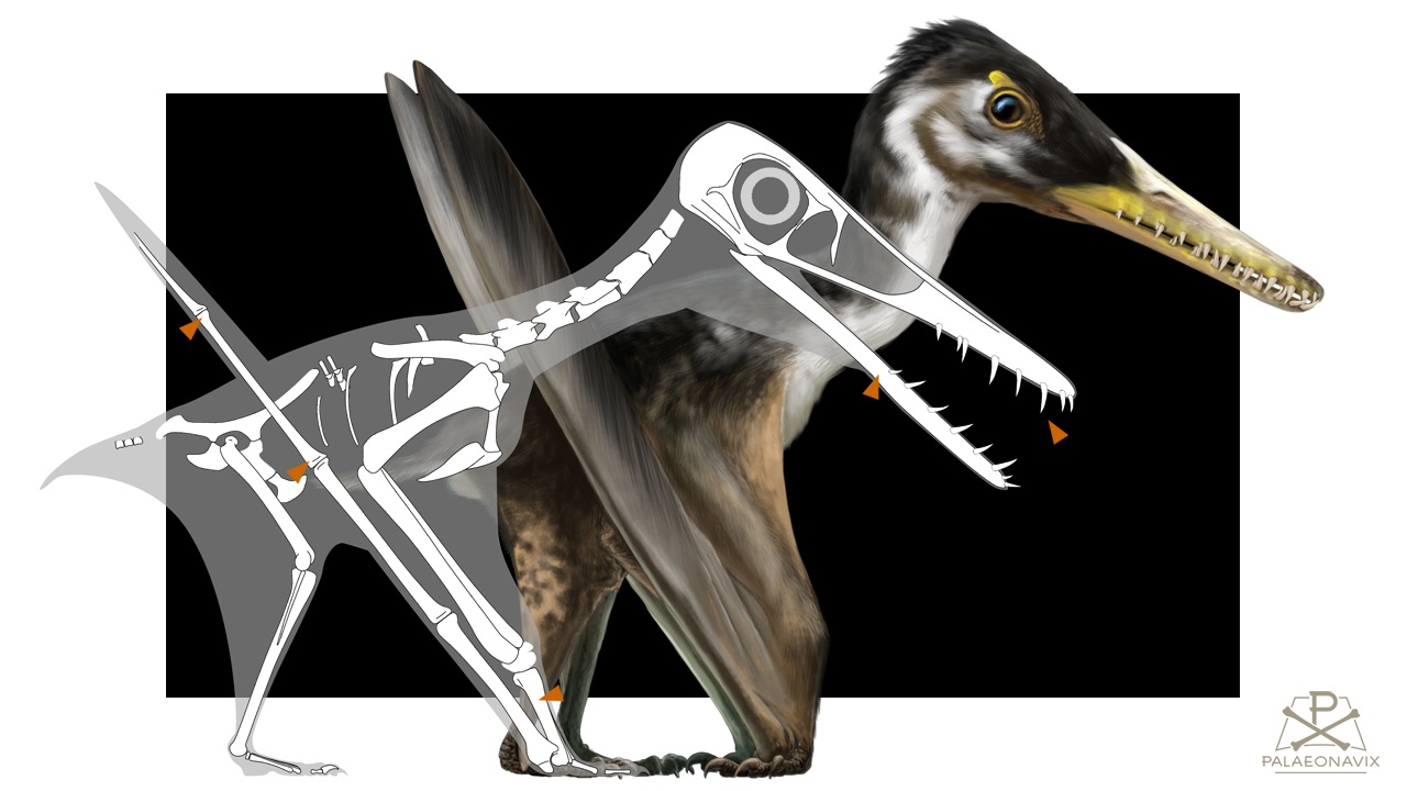 Digitale Zeichnung von Makrodactylus und Propterodactylus als Bindeglieder zu den Pterodactyloiden
