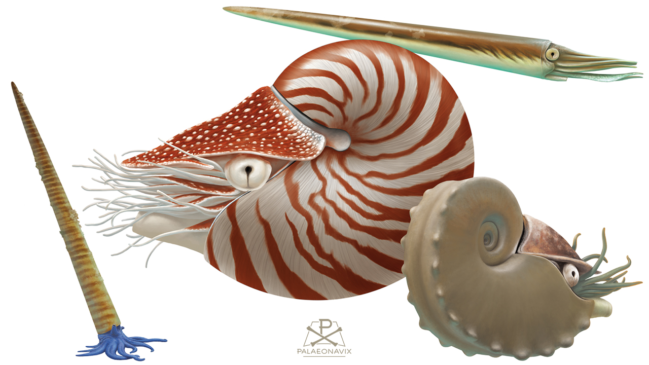 Marine invertebrates: ancient cephalopods