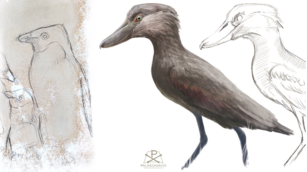 Skizzen eines Adéliepinguins und eines hypothetischen Proto-Schuhschnabels